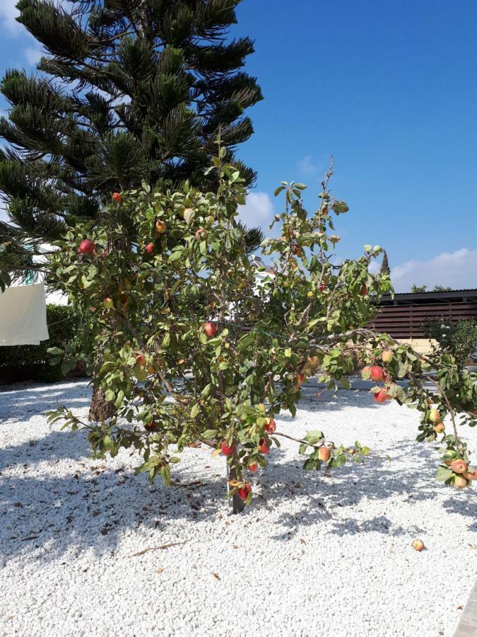 Villa Bouboulina Cyprus アヤナパ エクステリア 写真